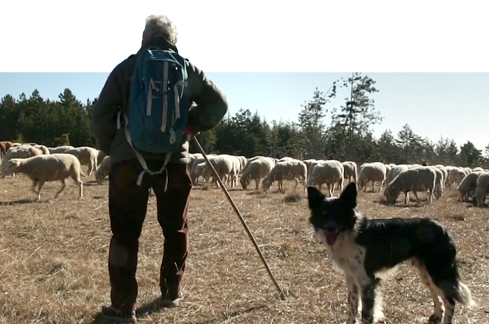 Le sylvo-pastoralisme